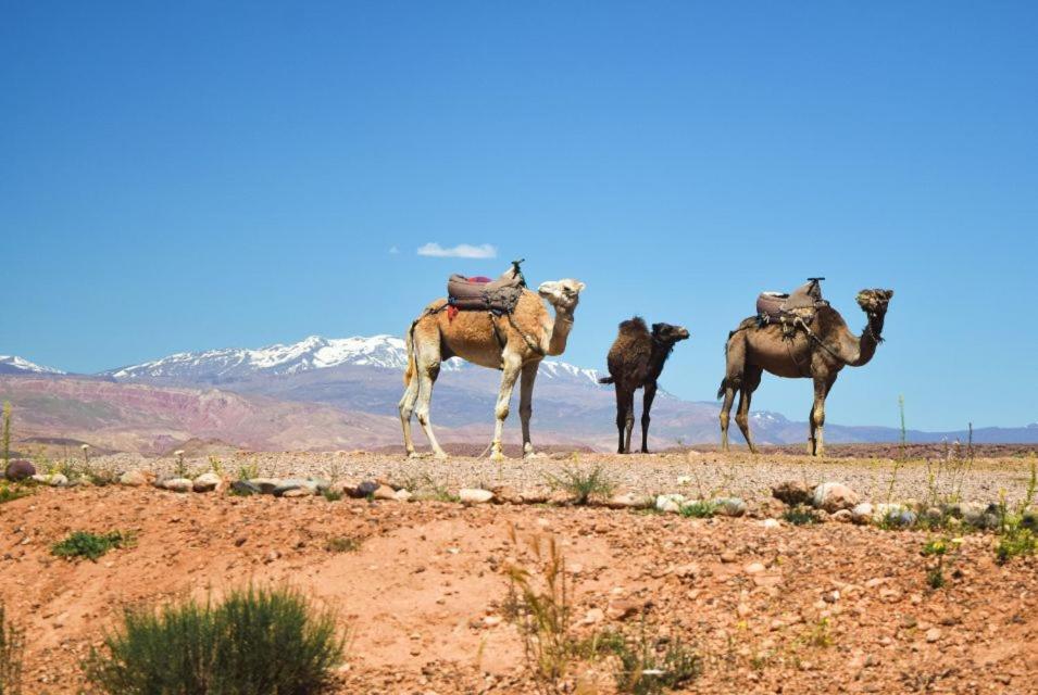 אימליל Amazigh Family Riad מראה חיצוני תמונה